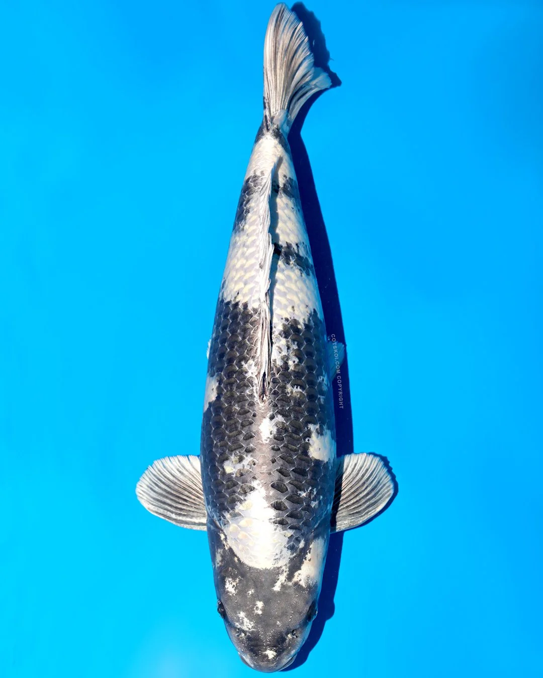 Ikarashi Toshinobu Nisai Gin Shiro Utsuri 52cm Female