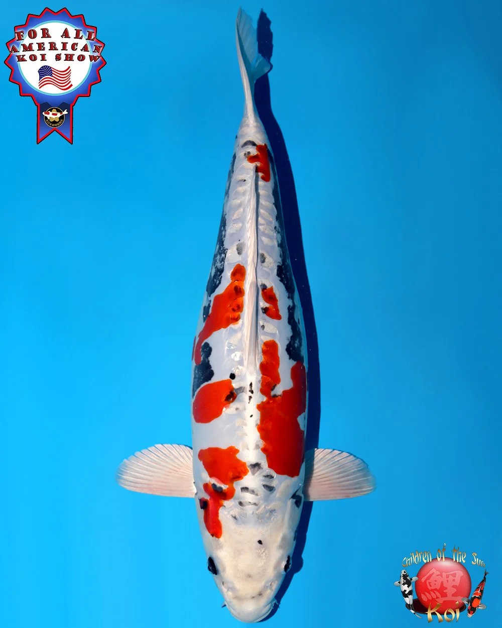 Ozumi Ikarashi Sansai Beni Kikokuryu