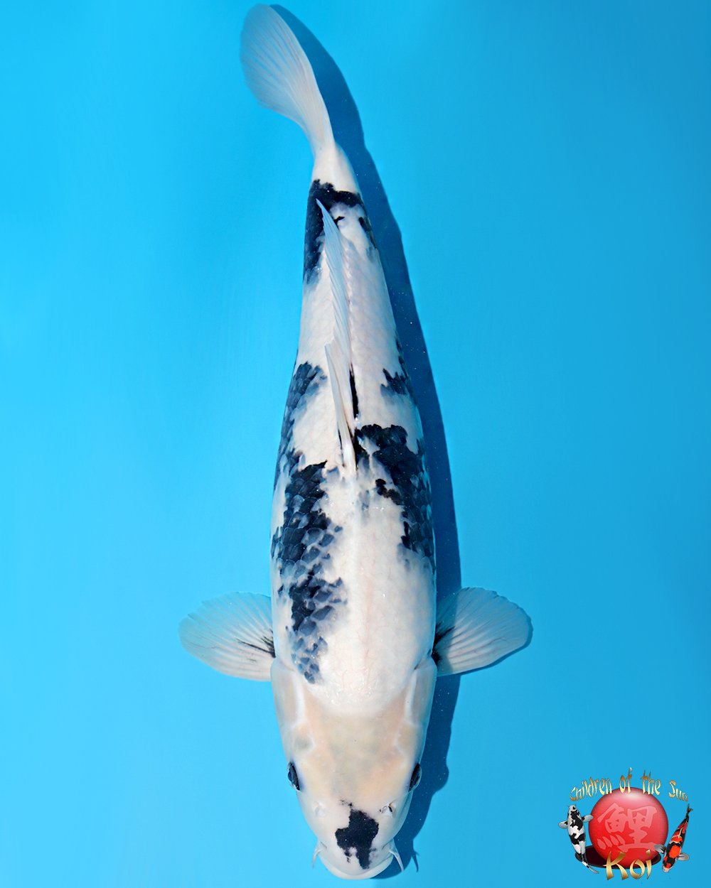 Nagoshi Nisai Shiro Utsuri