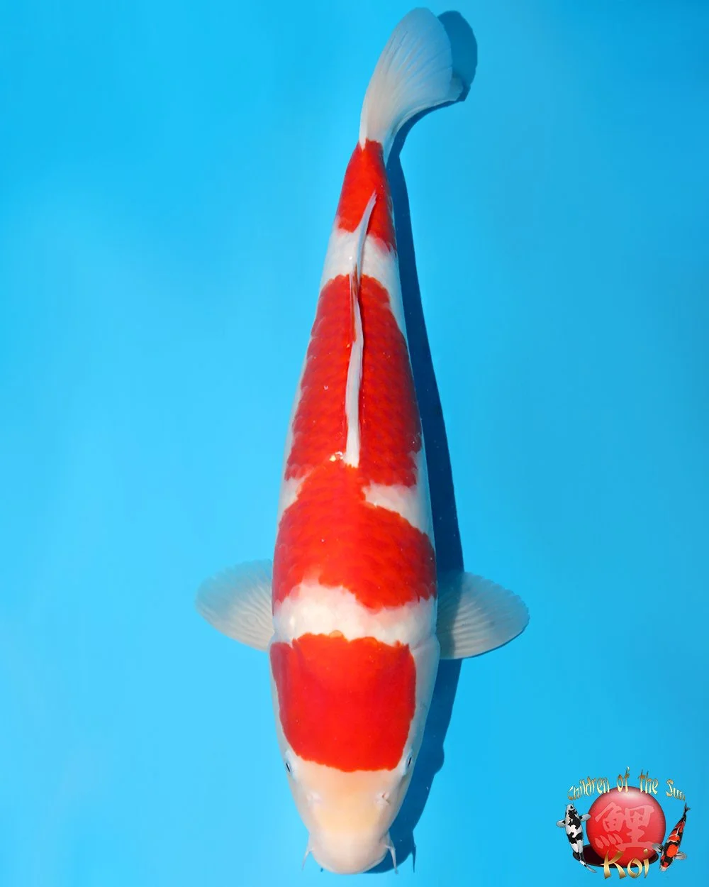 Nagoshi Nisai Kohaku