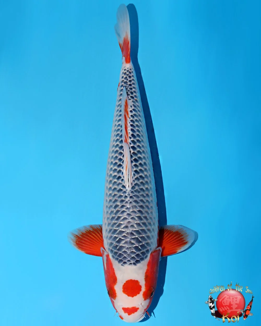 Otsuka Nisai Maruten Asagi