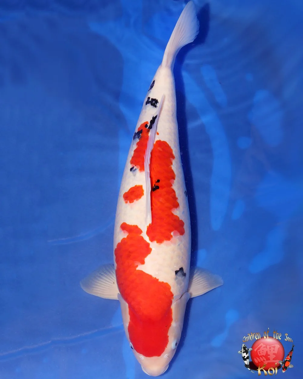 Marukyu Sansai Sanke 67cm.jpg