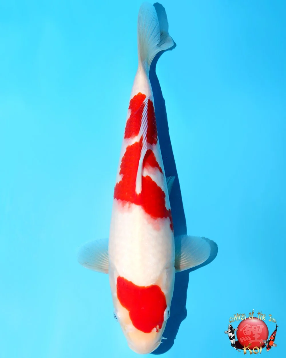 Murata Tosai Kohaku