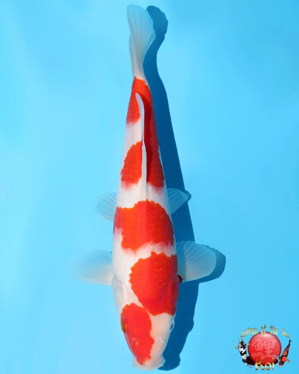 Murata Tosai Kohaku