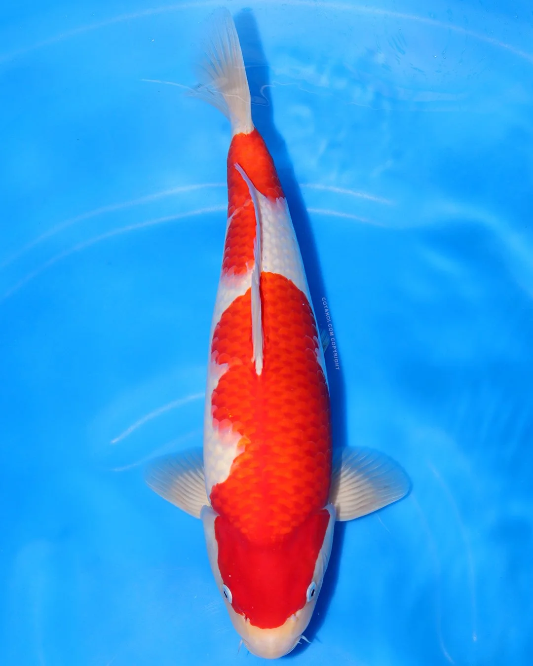 Marushin Nisai Kohaku 45cm Male #2