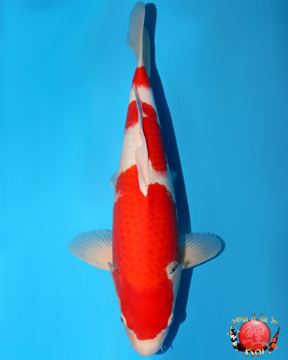 Nagoshi Nisai Kohaku