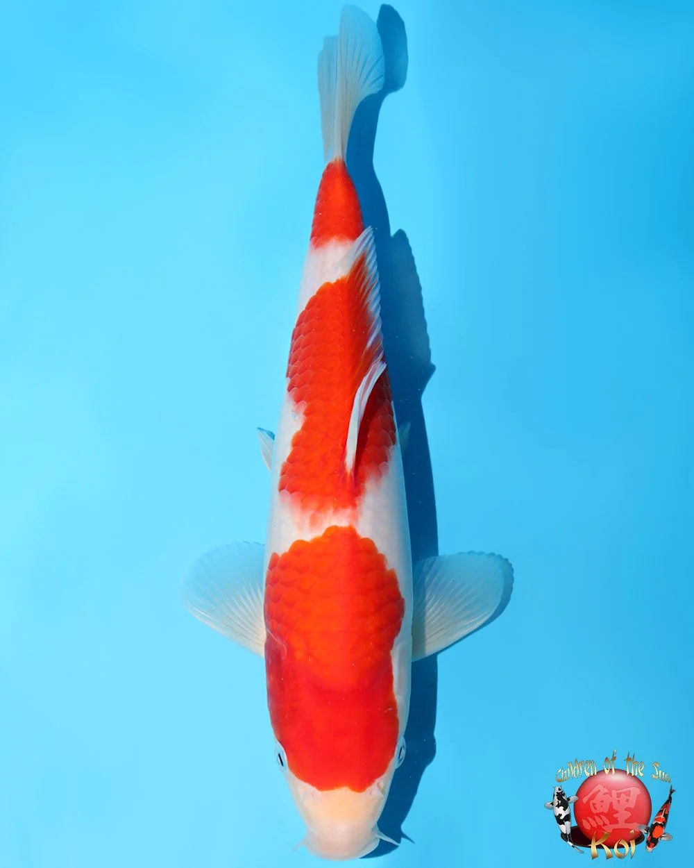 Murata Tosai Kohaku