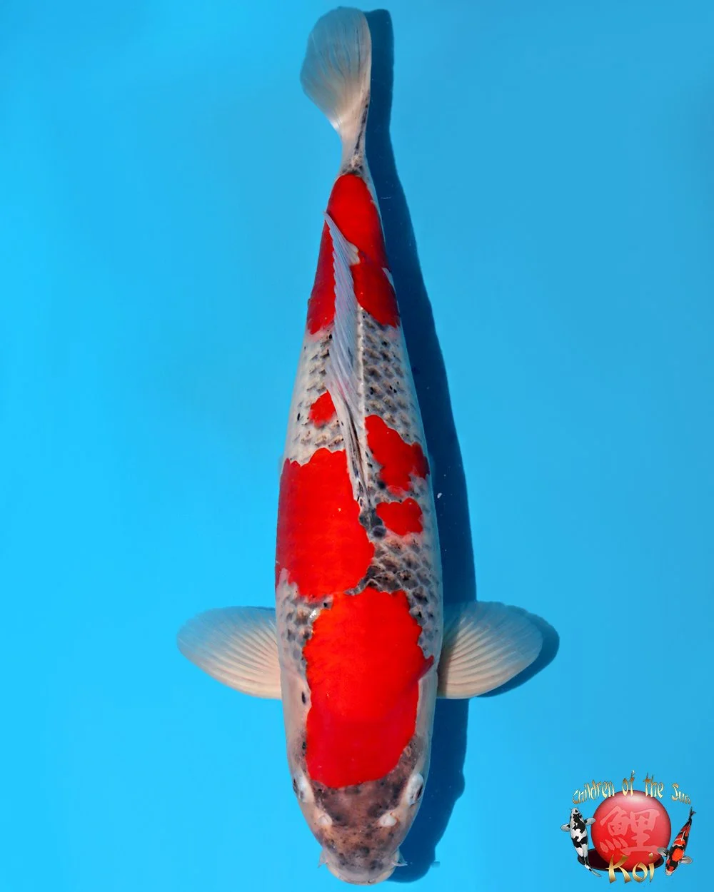 Kanno Sansai Goshiki