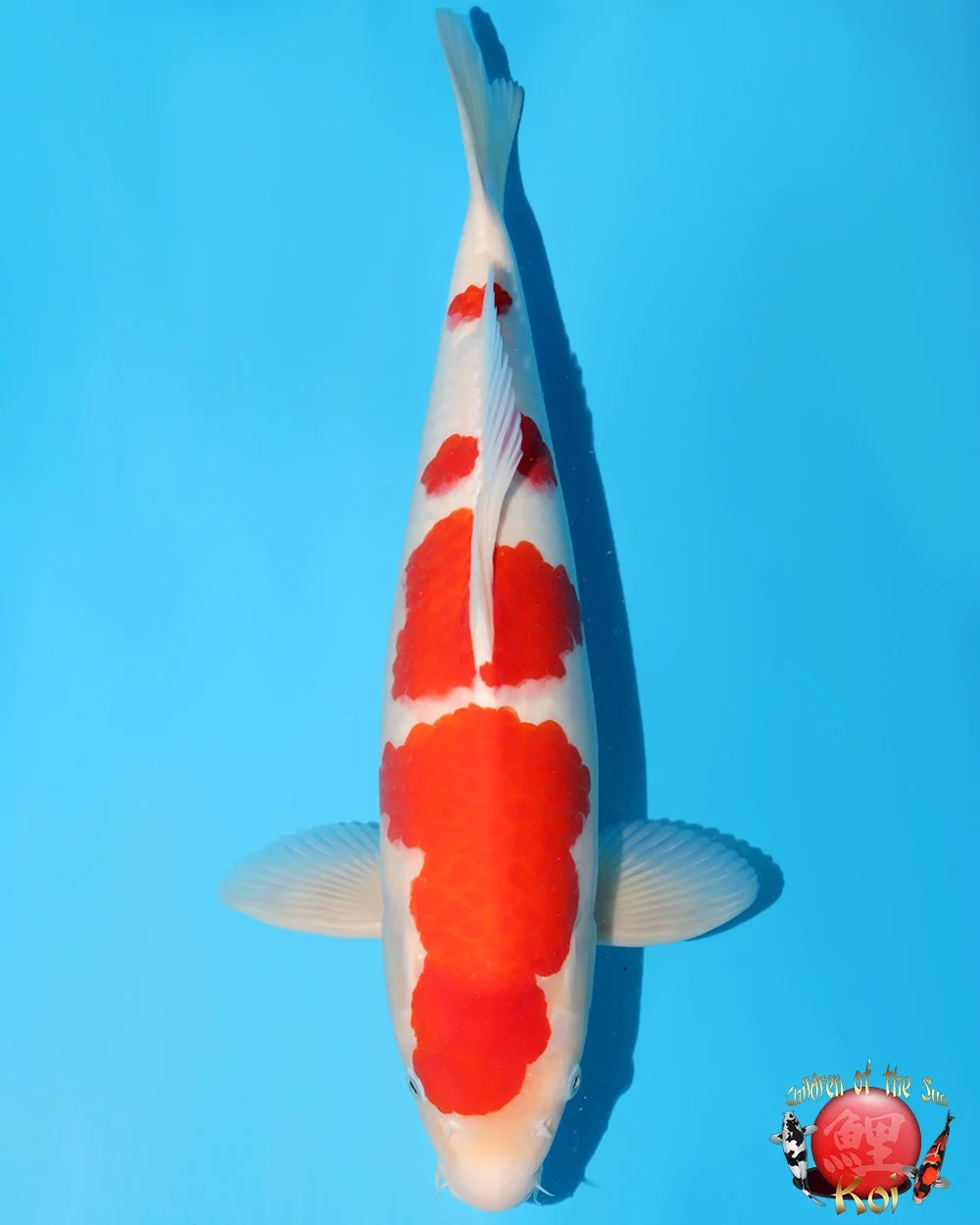 Nagoshi Nisai Kohaku