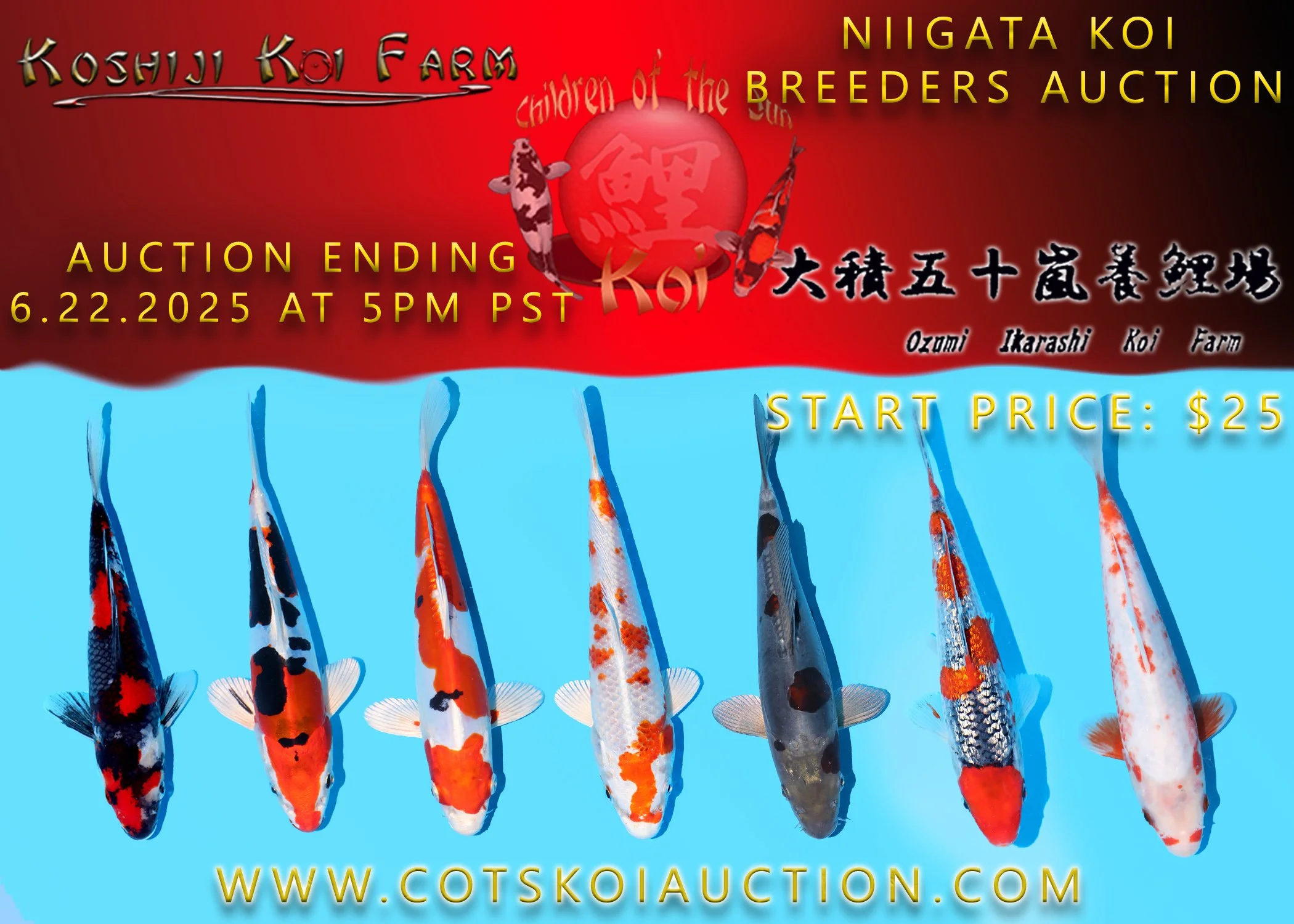 Koshiji - Ozumi Niigata Koi Breeders Auction (Online)