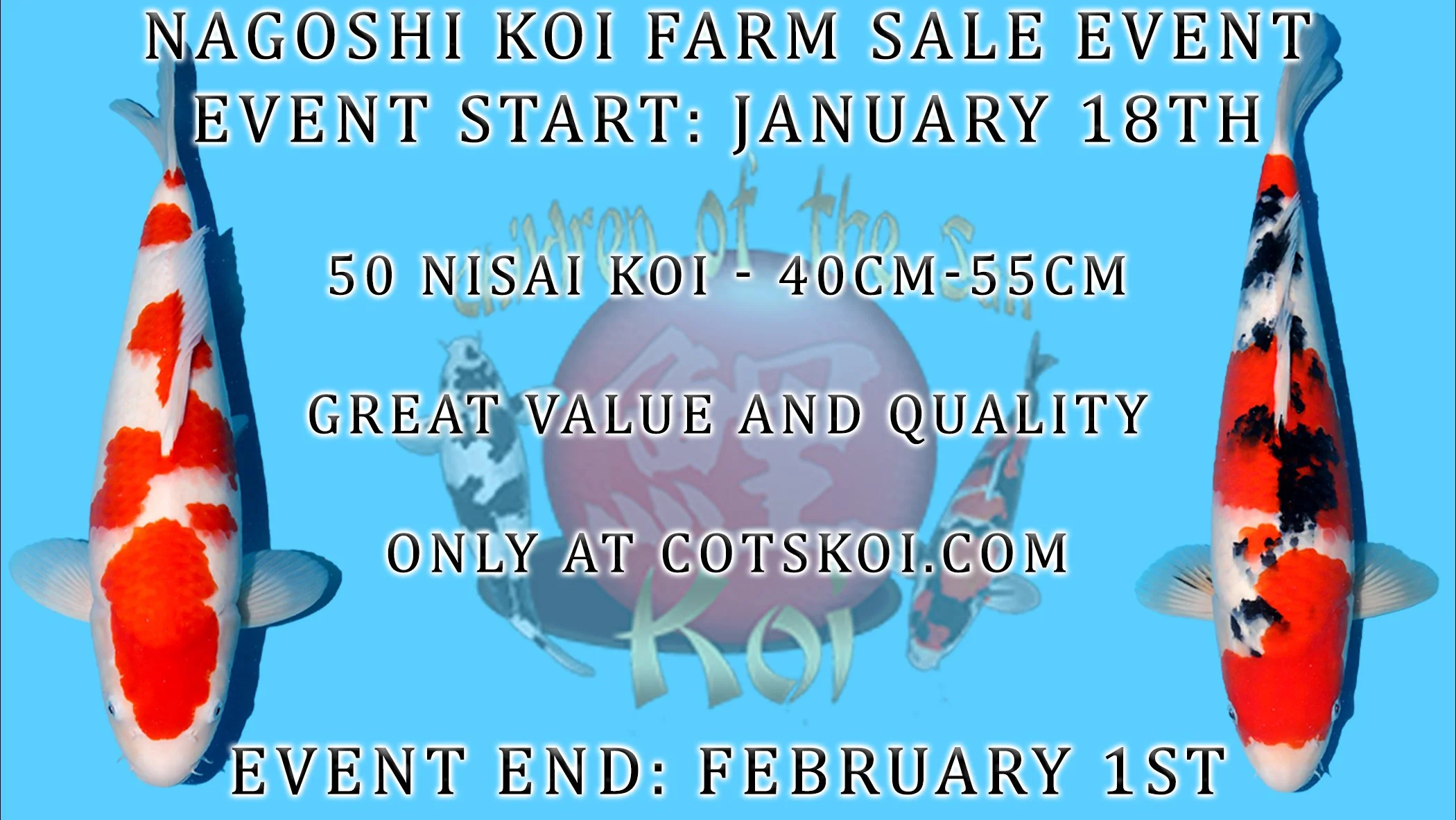 KOI SALE EVENT - NAGOSHI KOI FARM Kohaku / Sanke / Showa