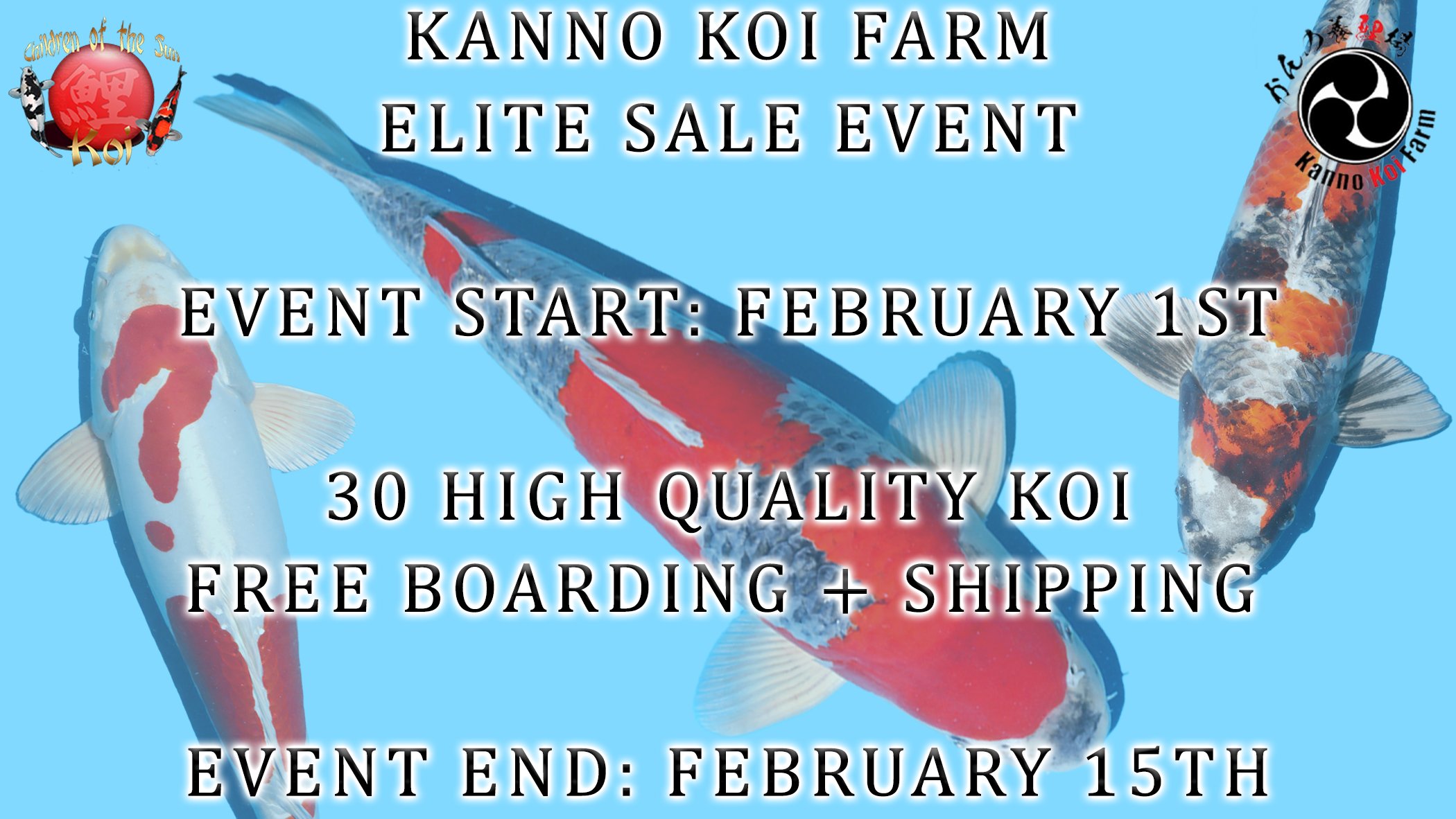 KOI SALE EVENT - KANNO KOI FARM Goshiki / Kin Showa / Sakura Ogon
