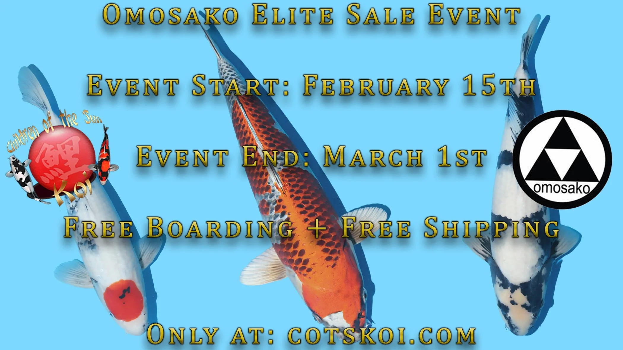 KOI SALE EVENT - OMOSAKO KOI FARM Shiro Utsuri / Kujaku