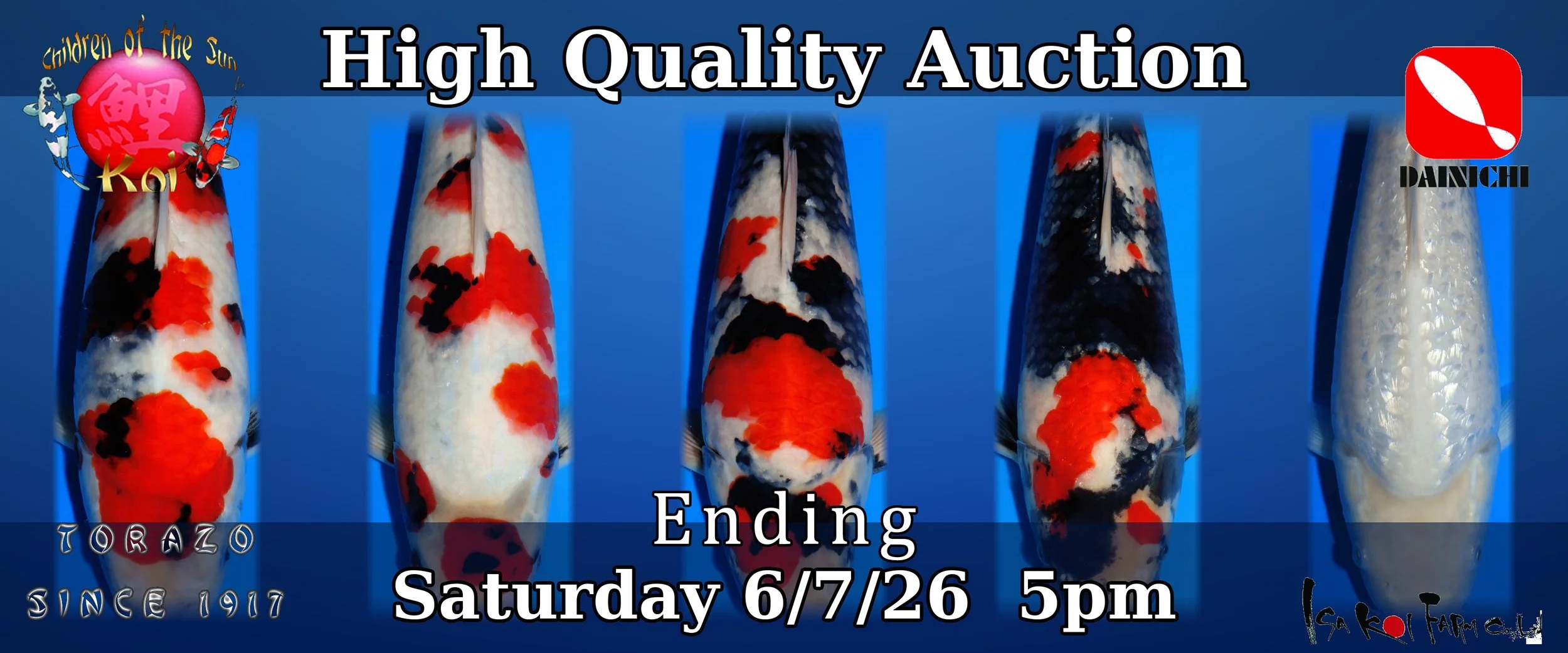 COTSKOI AUCTION - High Quality Koi Auction