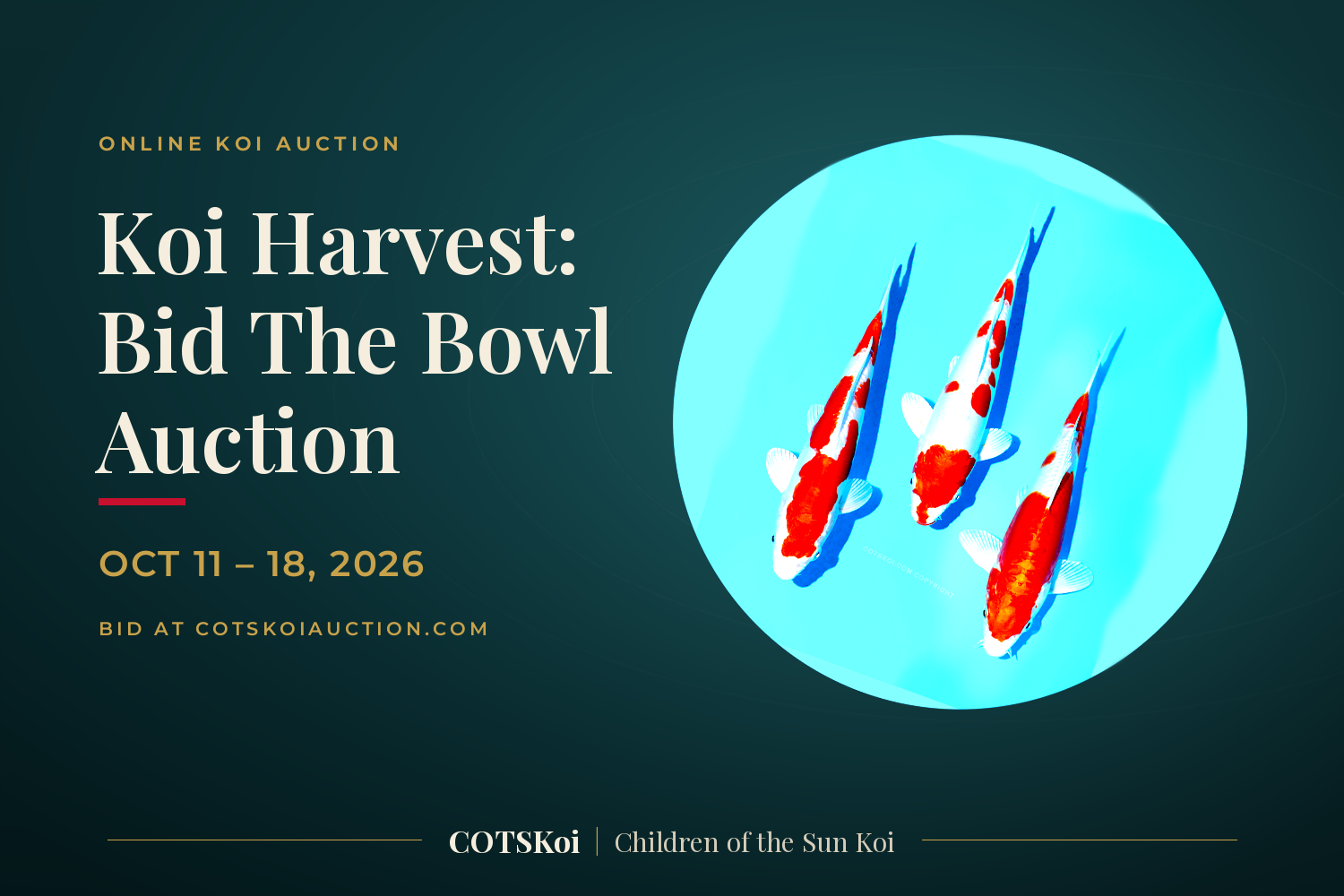 Koi Harvest: Bid The Bowl Auction