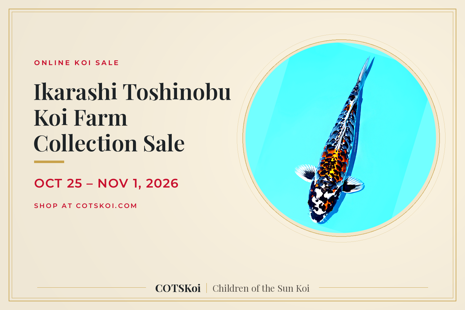 Ikarashi Toshinobu Koi Farm Collection Sale