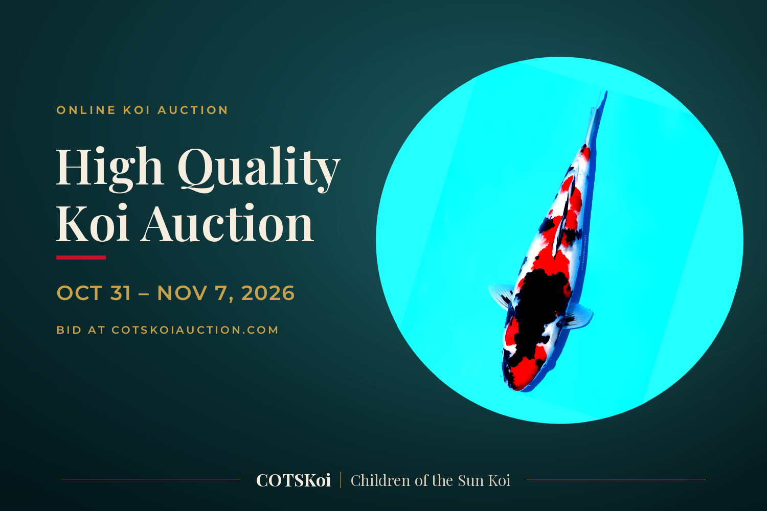 High Quality Koi Auction