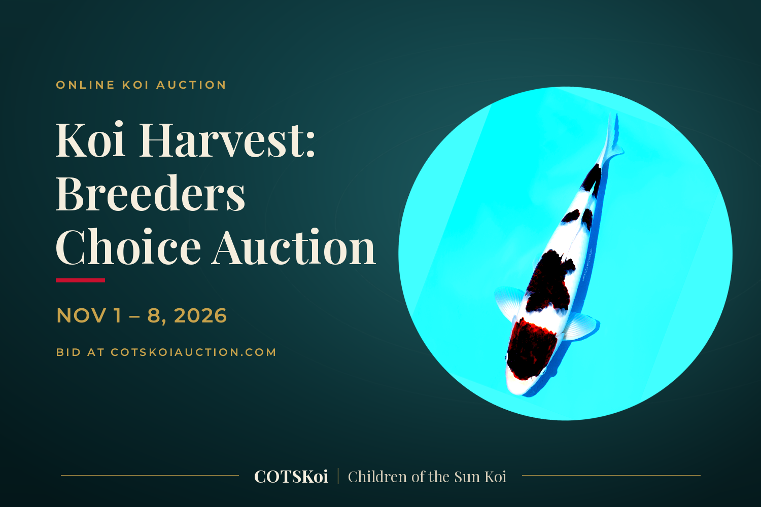 Koi Harvest: Breeders Choice Auction