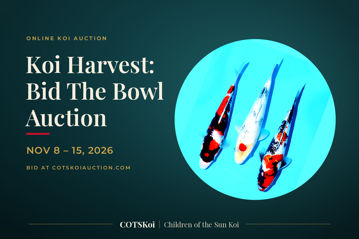 Koi Harvest: Bid The Bowl Auction