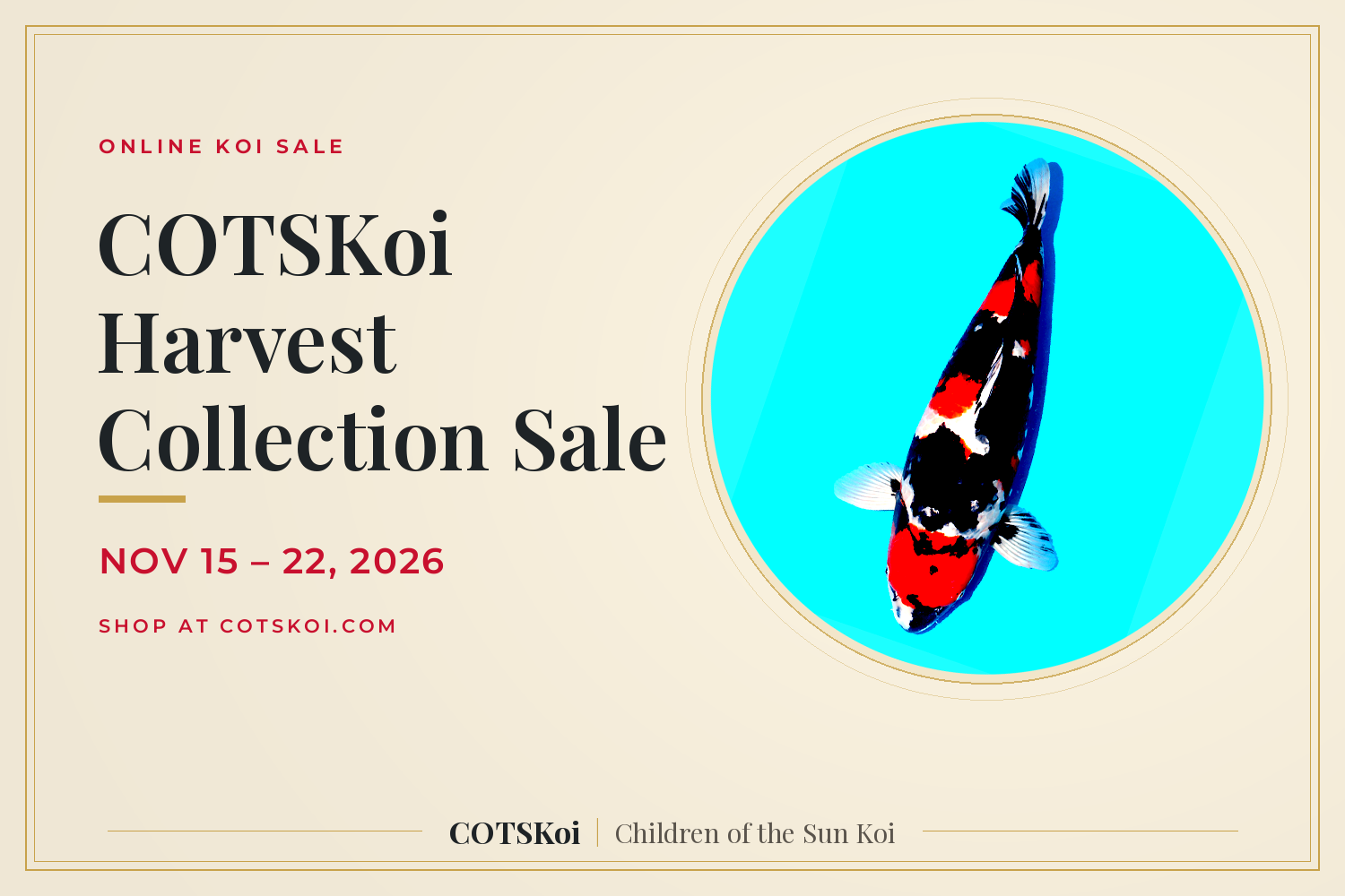 COTSKoi Collection Sale *Top Quality*