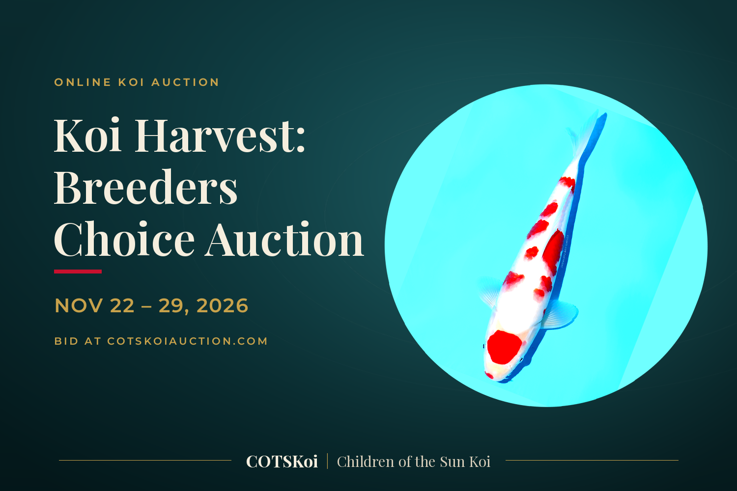 Koi Harvest: Koi Breeders Choice Auction