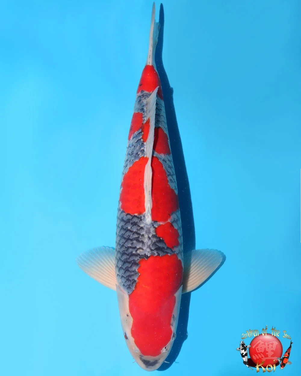 Kanno Sansai Goshiki