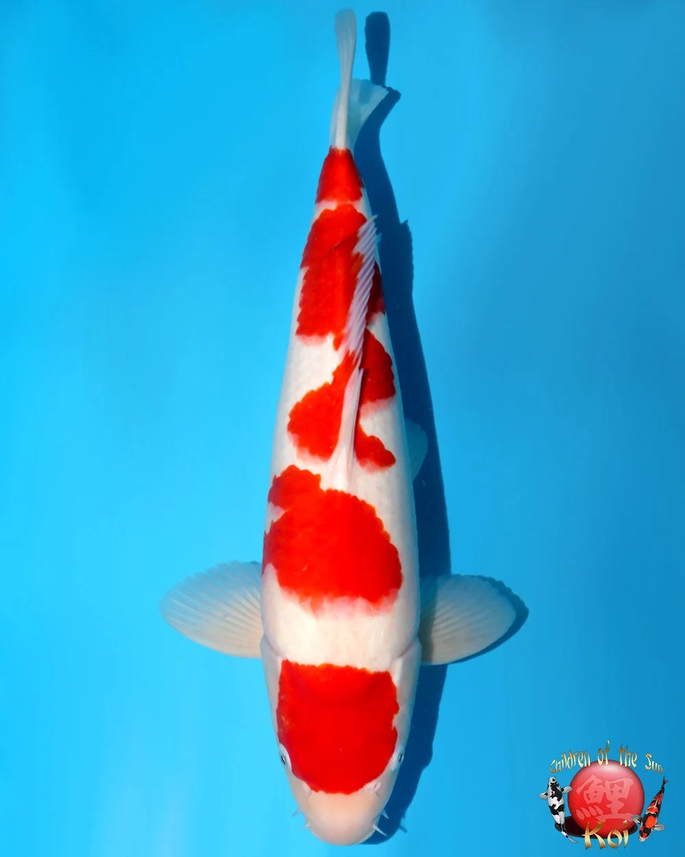 Nagoshi Nisai Kohaku