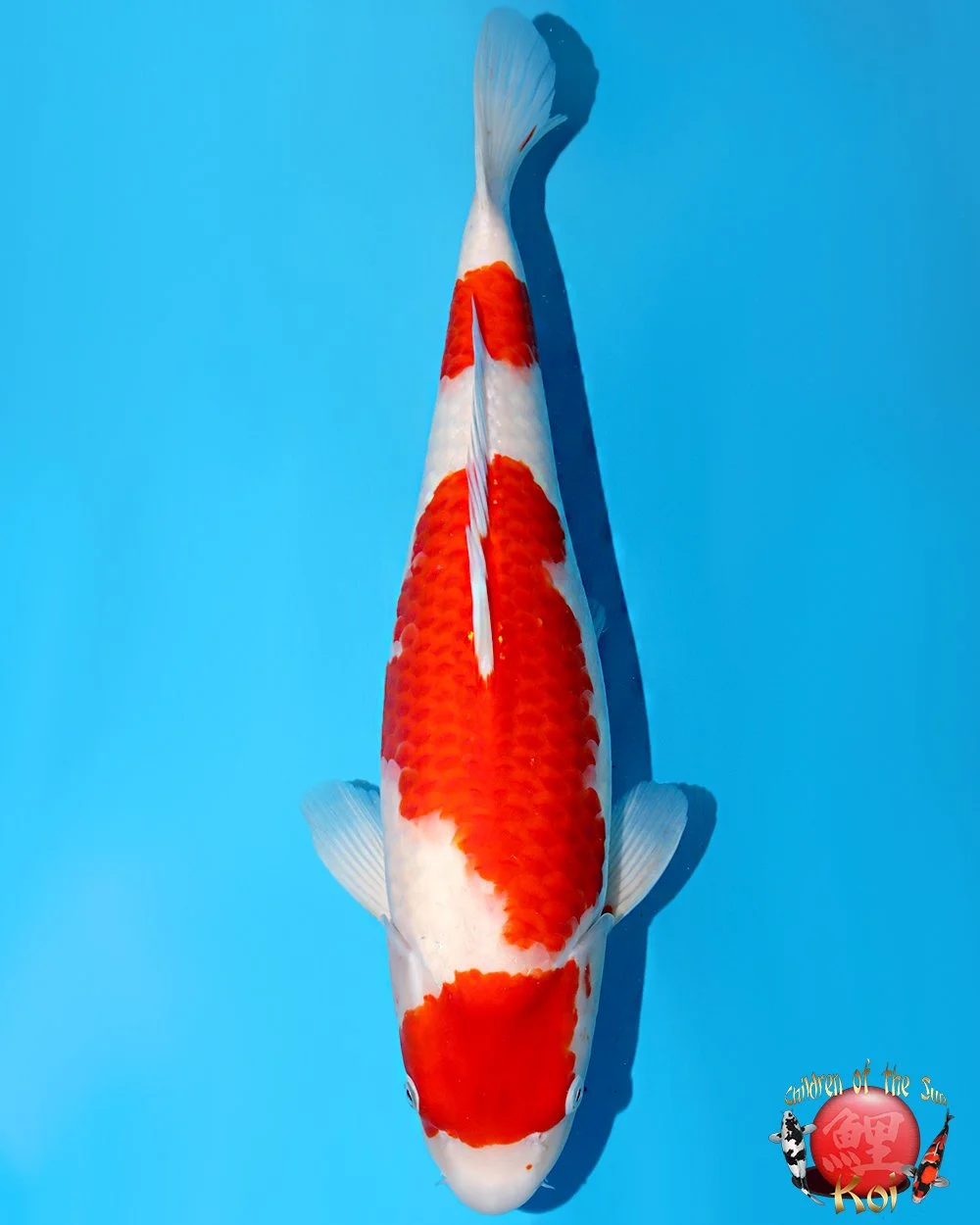 Nagoshi Nisai Kohaku