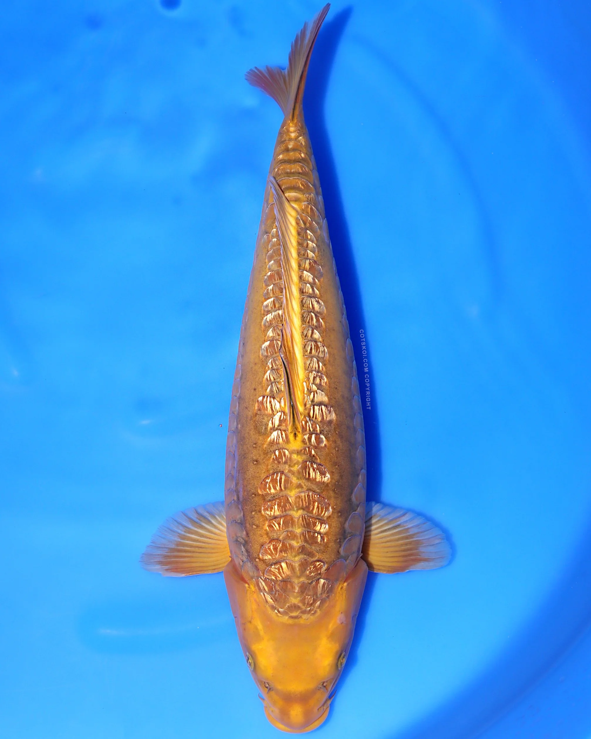 Ikarashi Toshinobu Nisai Godzilla 52cm F 226.jpg