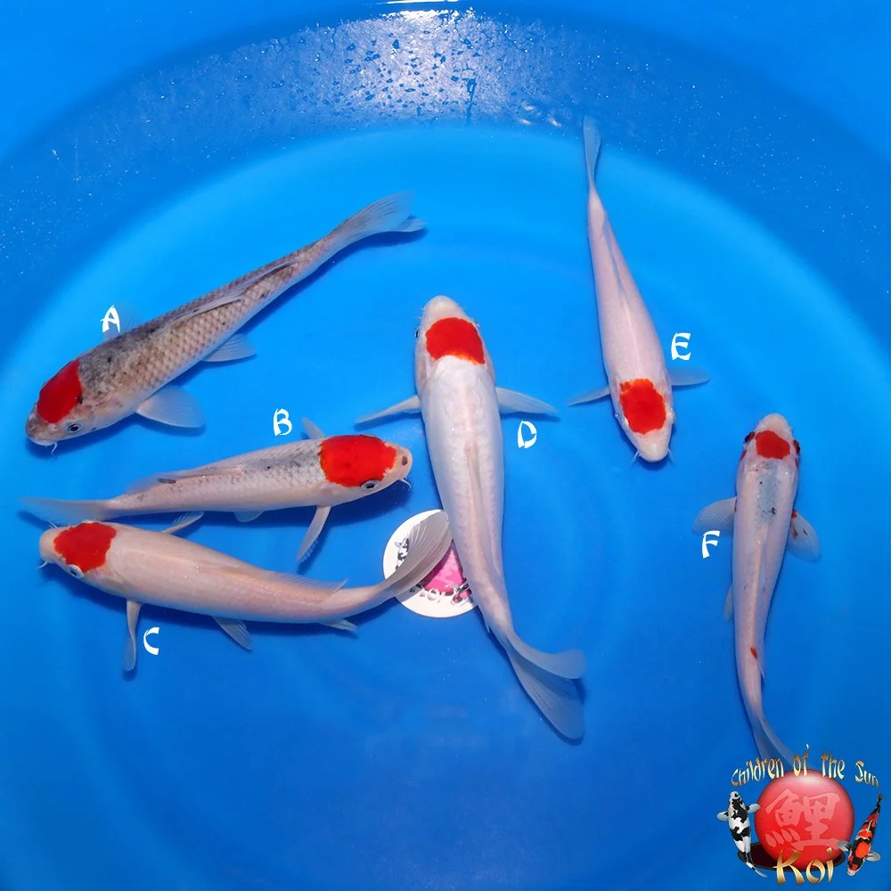 Otsuka Ake Nisai Tancho