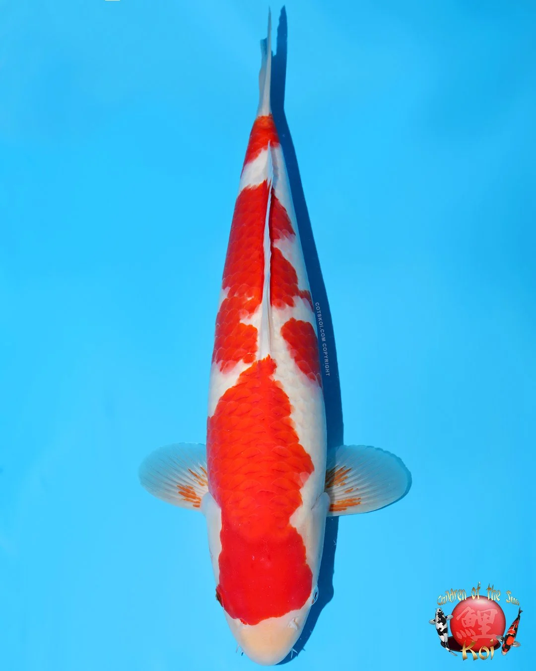 Momotaro Tosai Kohaku