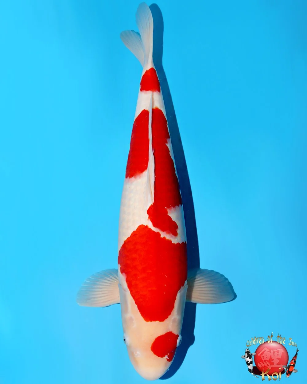 Nagoshi Nisai Kohaku