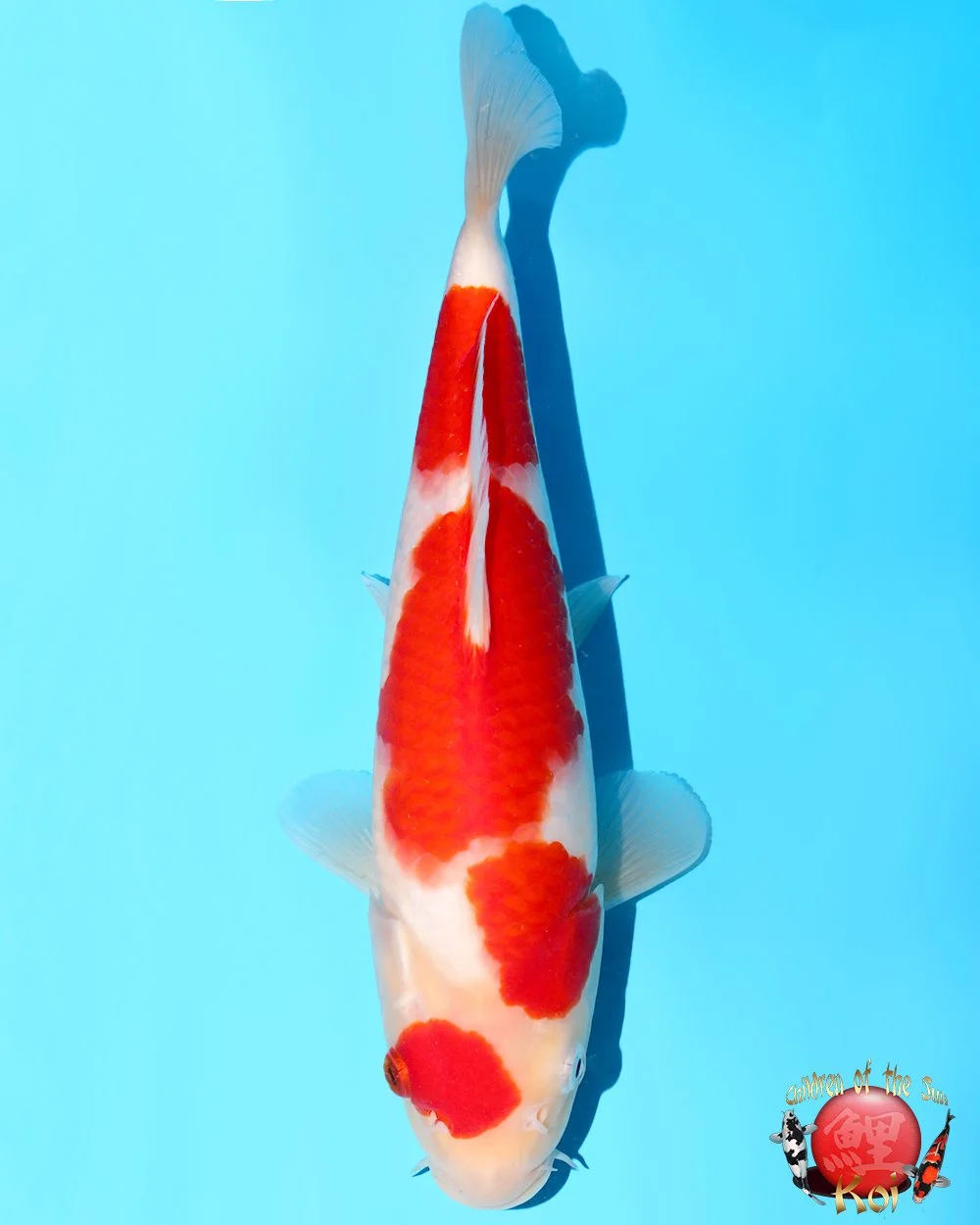 Murata Tosai Kohaku