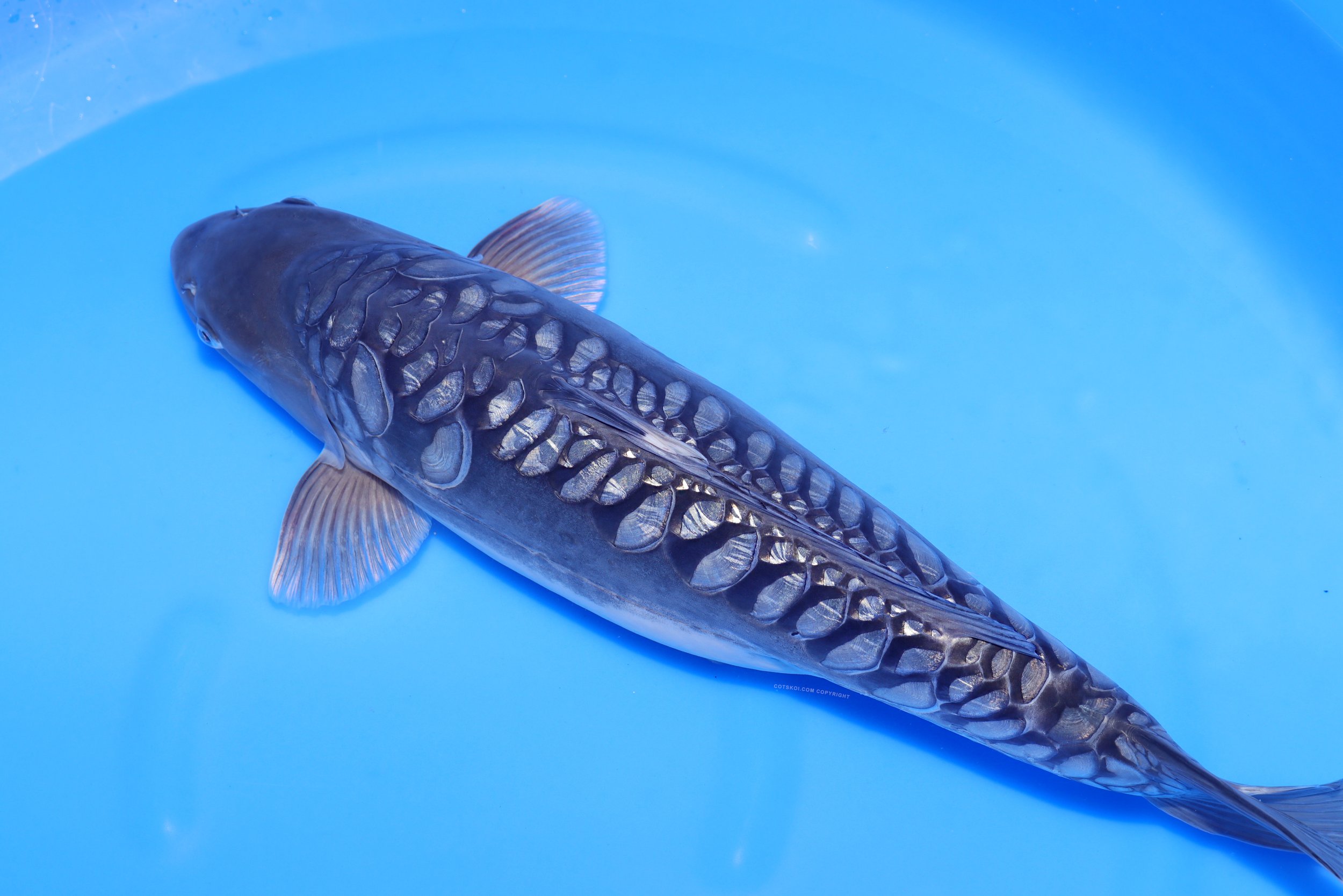 Ikarashi Toshinobu Nisai Godzilla 53cm F 126a.jpg