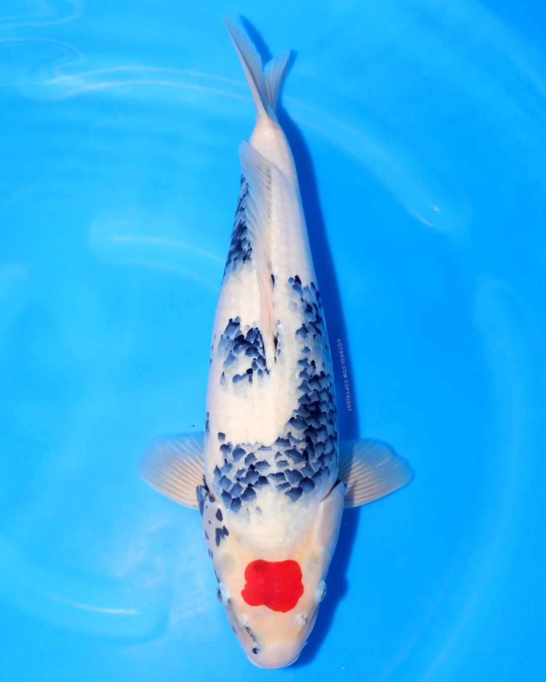 Marushin Nisai Tancho Showa Female 45cm