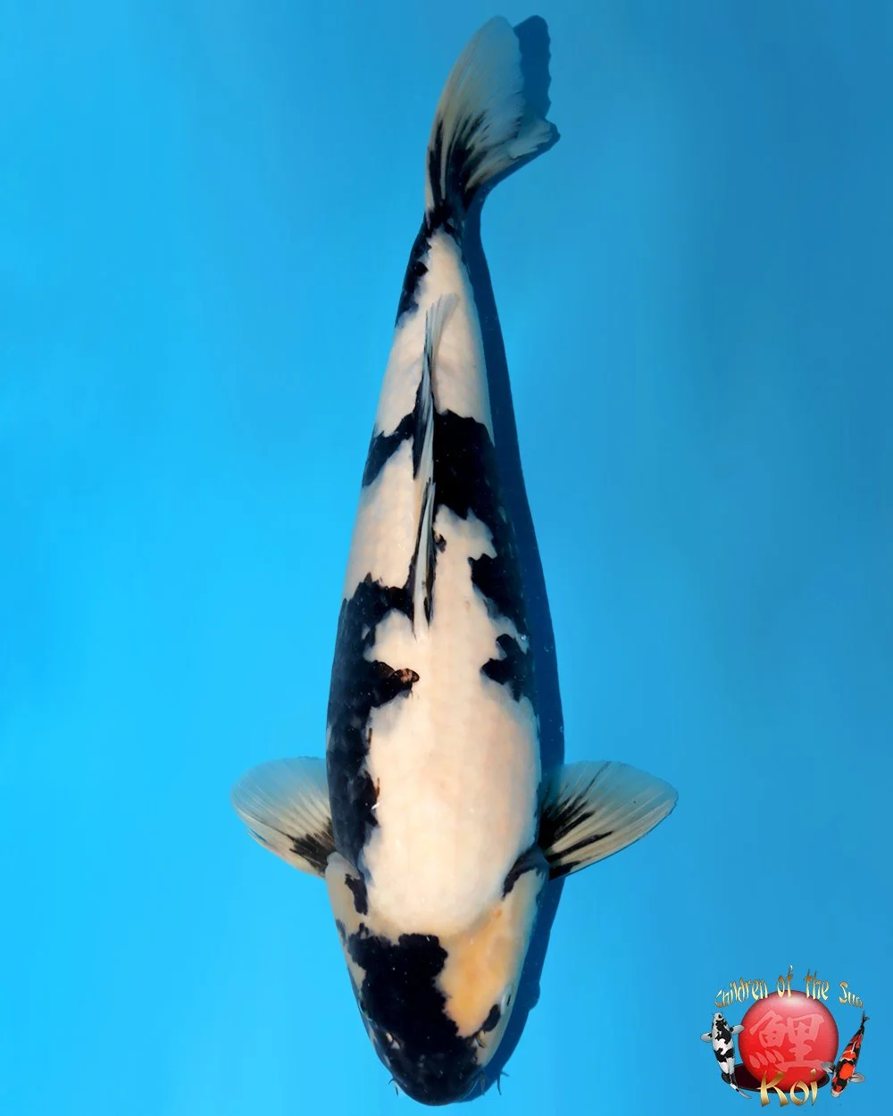 Omosako Nisai Shiro Utsuri