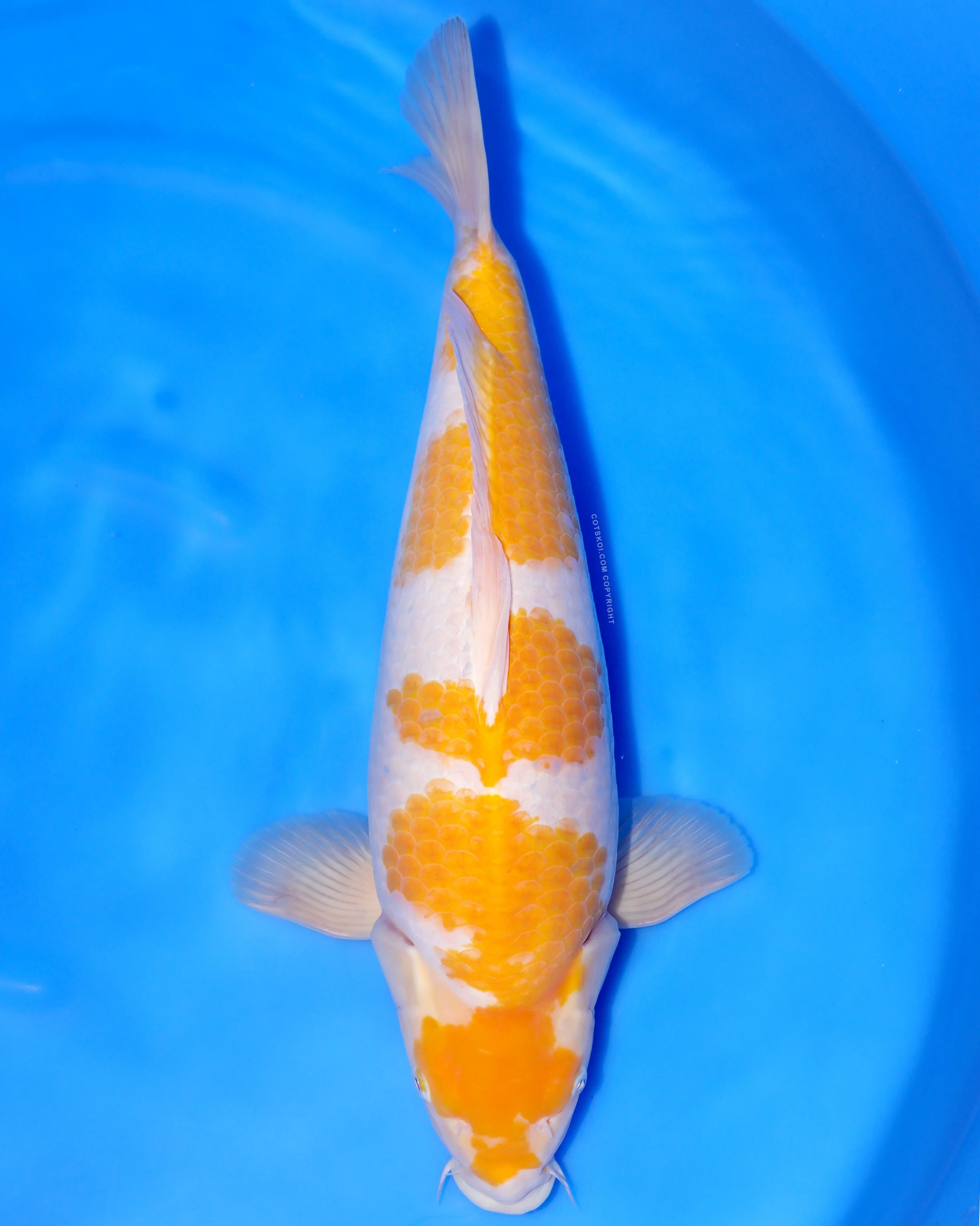Ikarashi Toshinobu Nisai Tama-Usagi 50cm Female