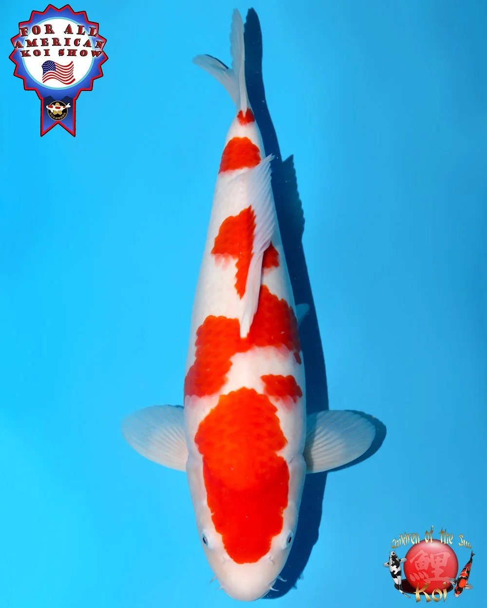 Nagoshi Nisai Kohaku