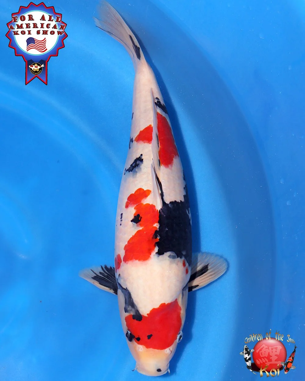 Marushin Nisai Showa