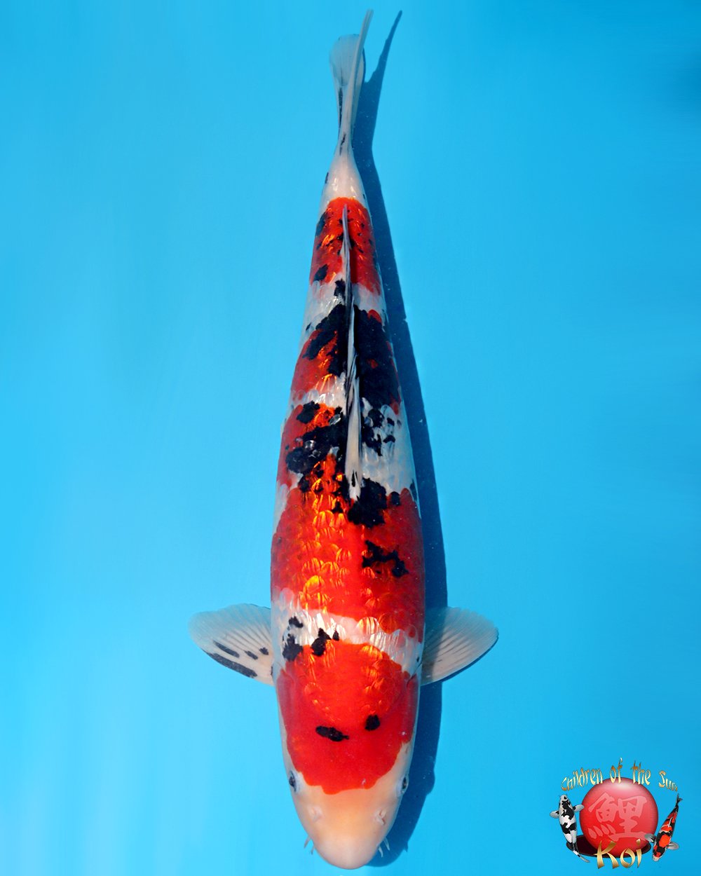 Nagoshi Nisai Ginrin Sanke