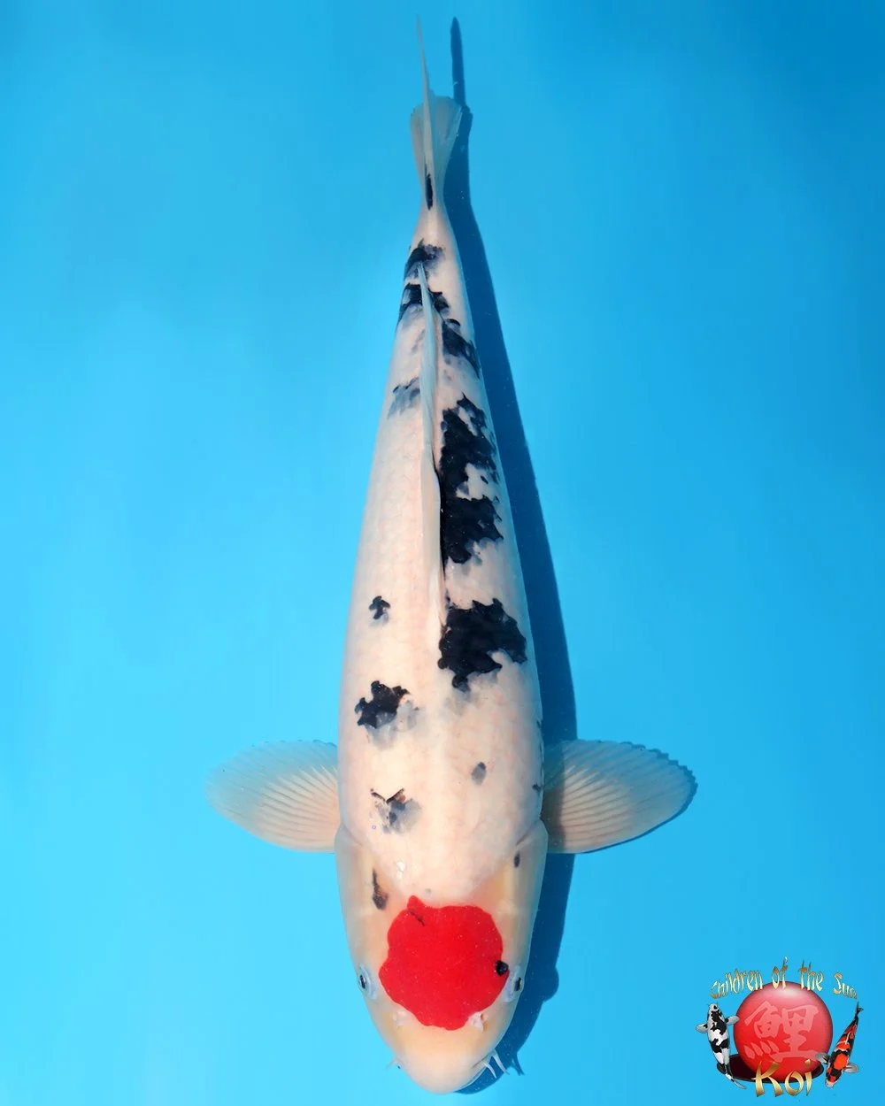 Nagoshi Nisai Tancho Sanke