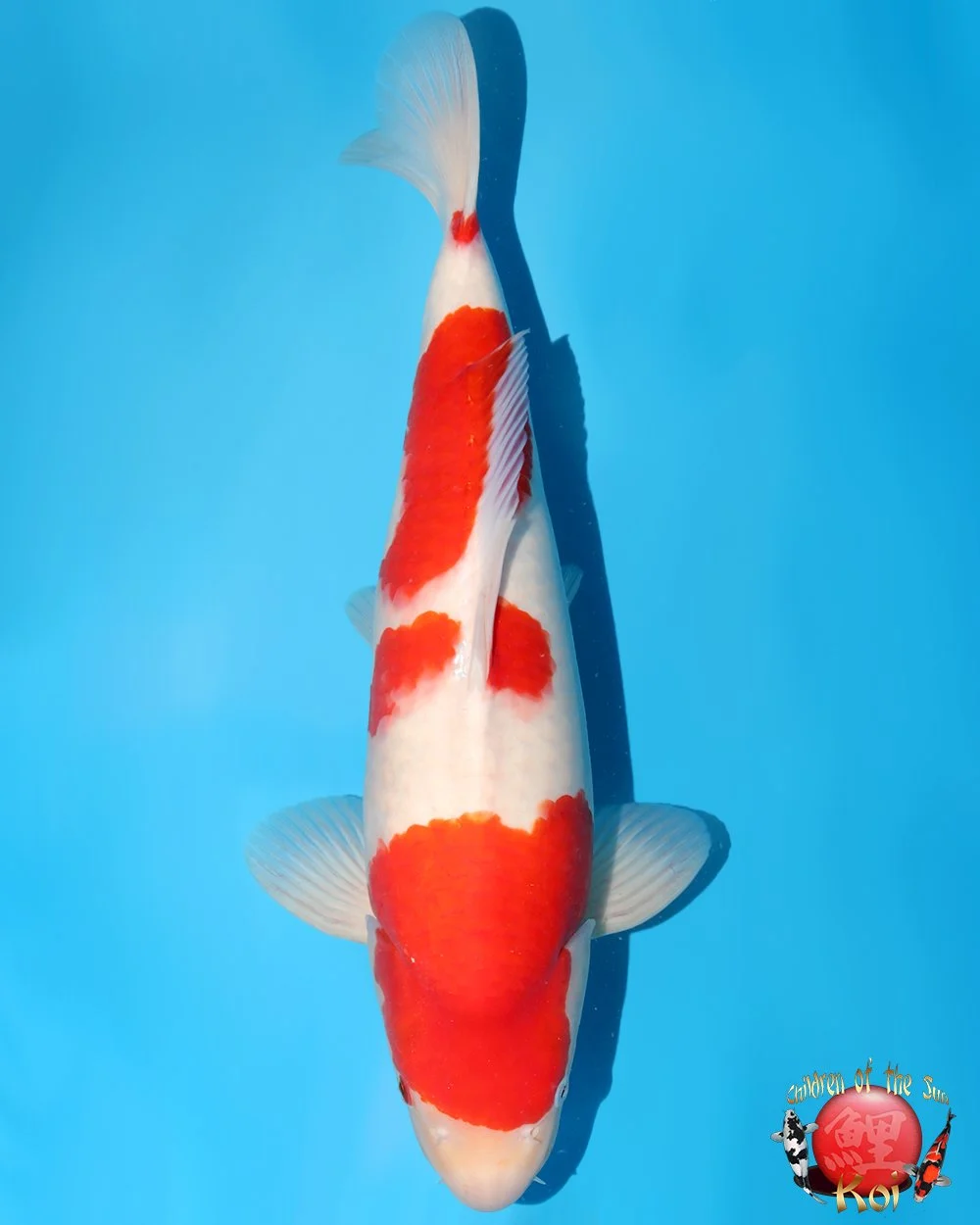 Nagoshi Nisai Kohaku