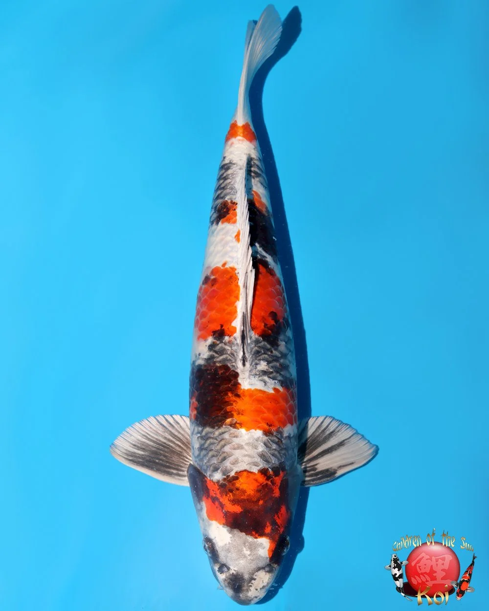 Kanno Sansai Kin Showa