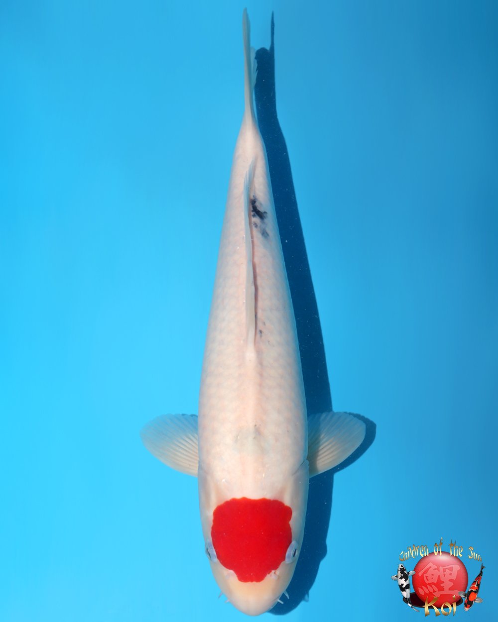 Nagoshi Nisai Tancho Sanke