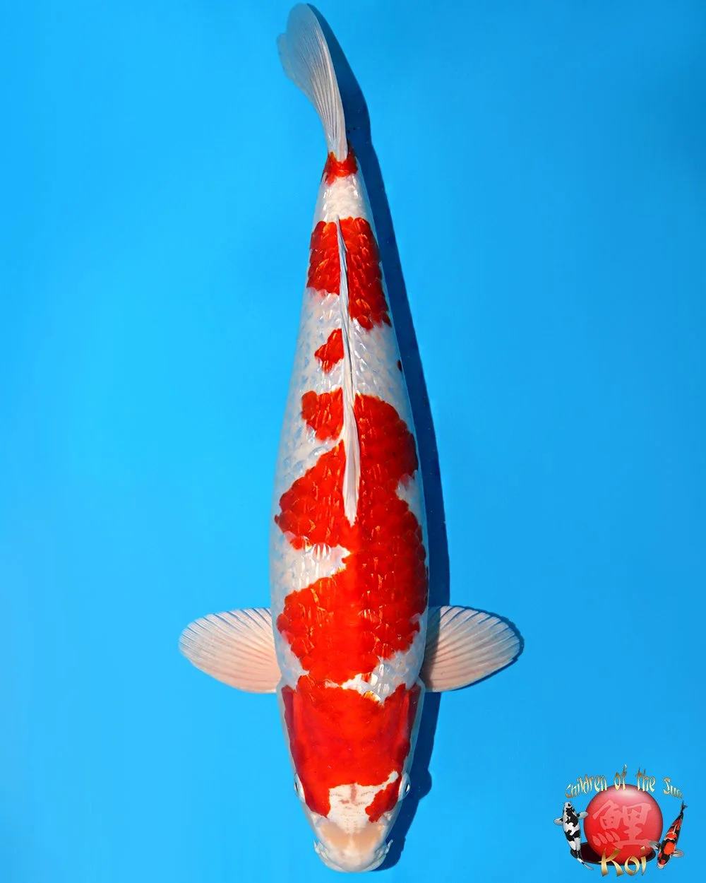 Kanno Sansai Ginrin Sakura Ogon