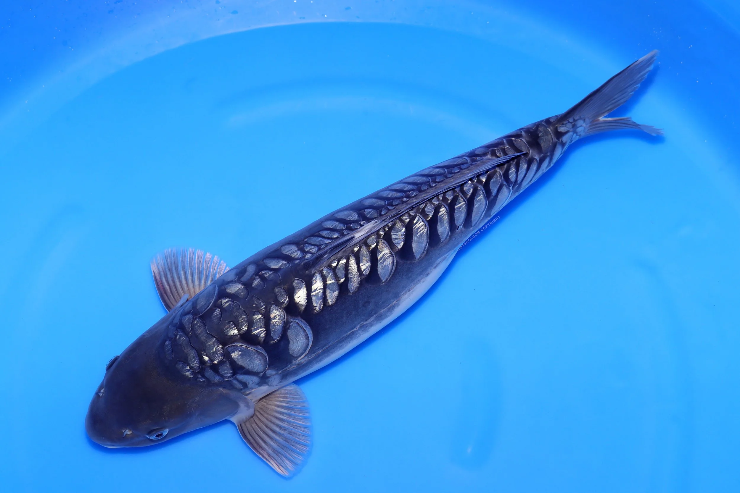 Ikarashi Toshinobu Nisai Godzilla 53cm F 126b.jpg