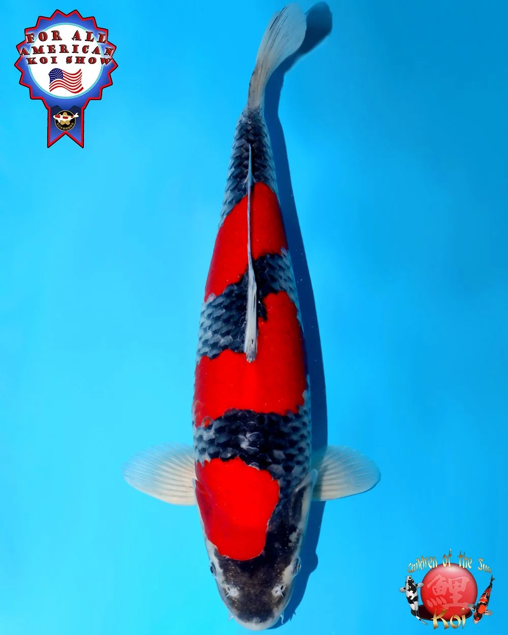 Kanno Sansai Goshiki