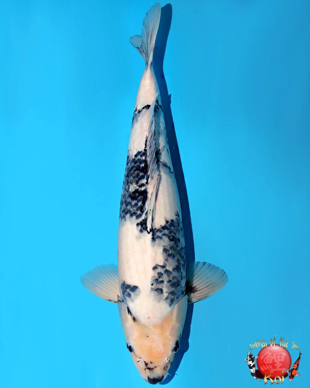 Omosako Nisai Shiro Utsuri