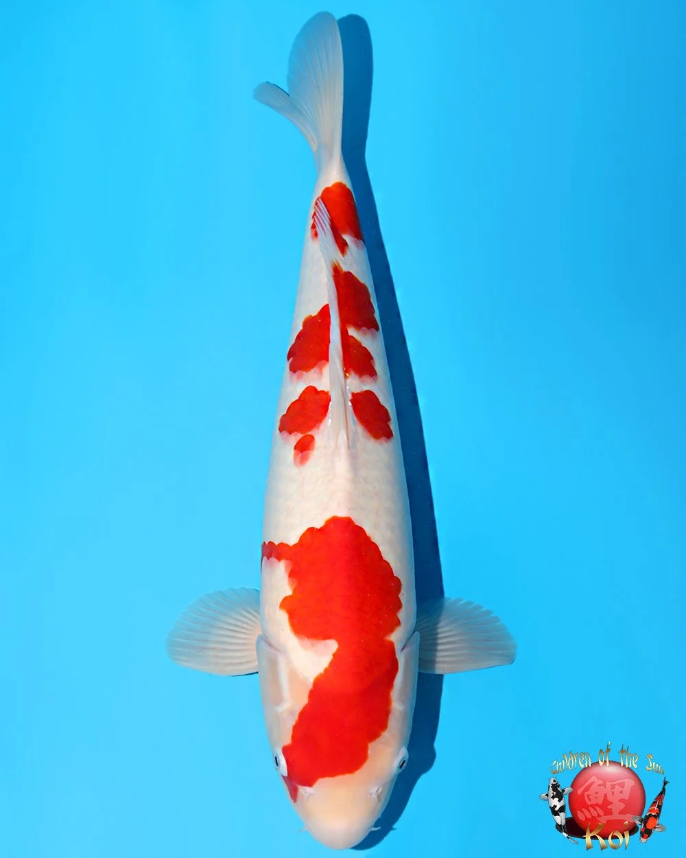 Nagoshi Nisai Kohaku