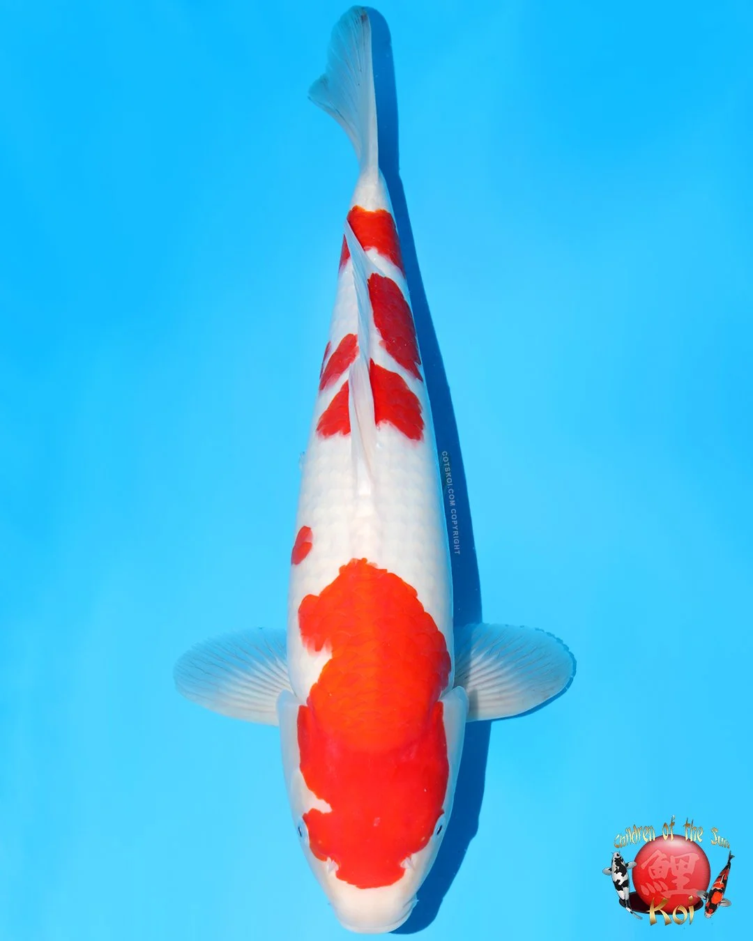 Momotaro Tosai Kohaku